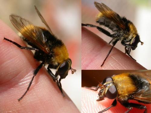 Réf. 114 952 : Criorhina berberina