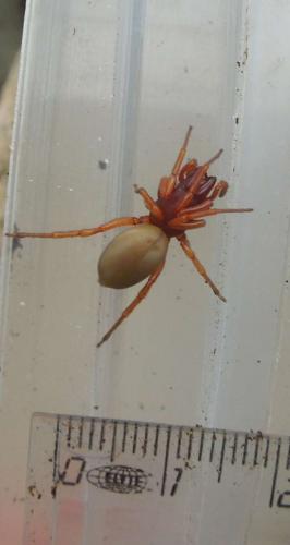 Dysdera sp.