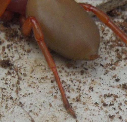 Dysdera sp.