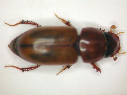 Subrinus sturmi