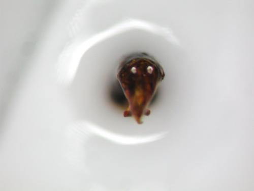 Réf. 114 585 : Onthophagus ovatus