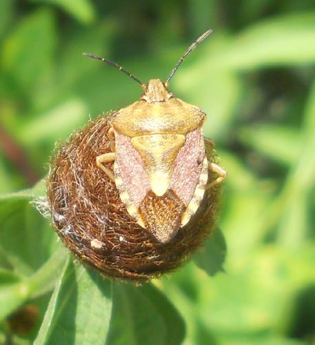 Carpocoris purpureipennis