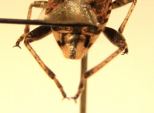 Stictopleurus sp.