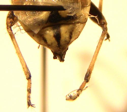 Stictopleurus sp.