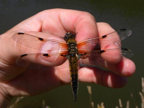 Libellula quadrimaculata
