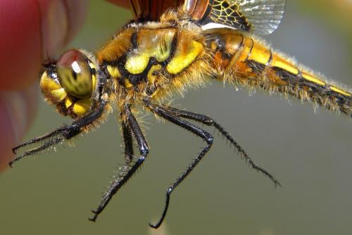 Libellula quadrimaculata