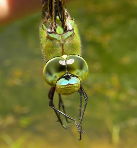 Anax imperator