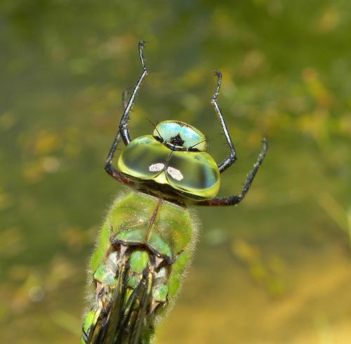 Anax imperator