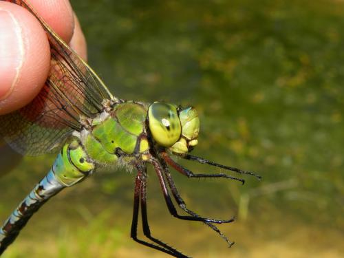 Anax imperator