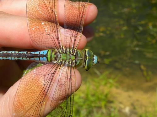 Anax imperator