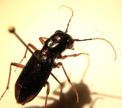 Tetracha panamensis