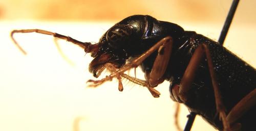Réf. 114 118 : Tetracha panamensis