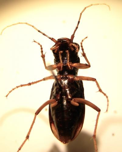 Réf. 114 119 : Tetracha panamensis