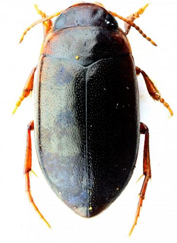 Hydroporus memnonius