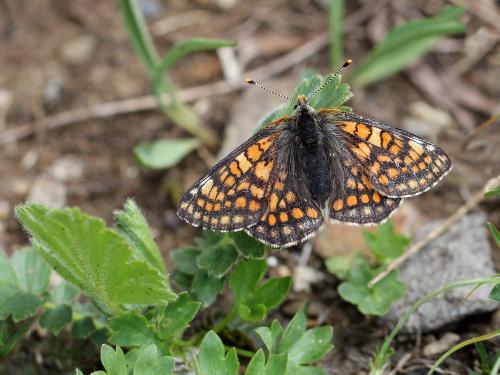 Euphydryas cynthia