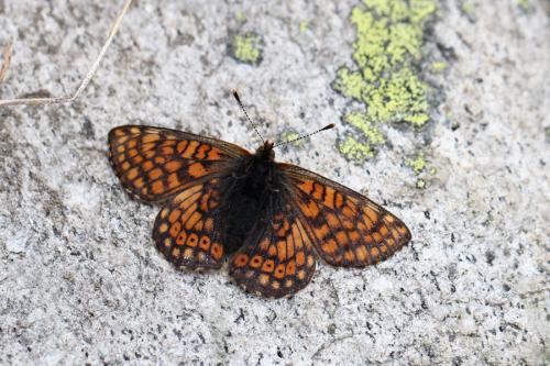 Réf. 114 211 : Euphydryas cynthia