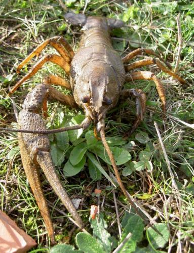 Réf. 114 808 : Astacus leptodactylus