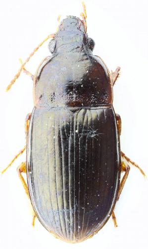 Amara bifrons