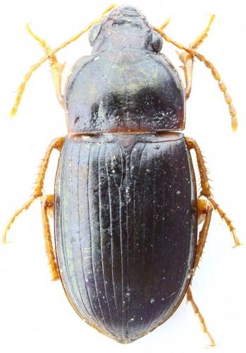 Amara sp.