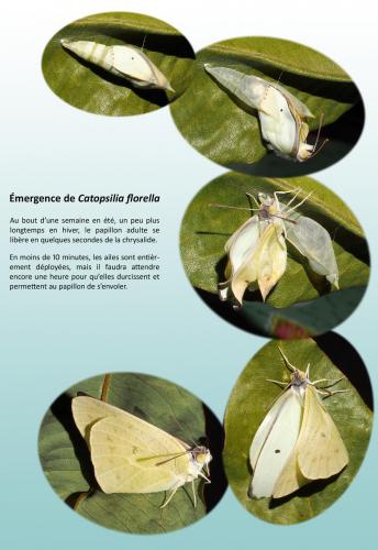 Réf. 114 176 : Catopsilia florella