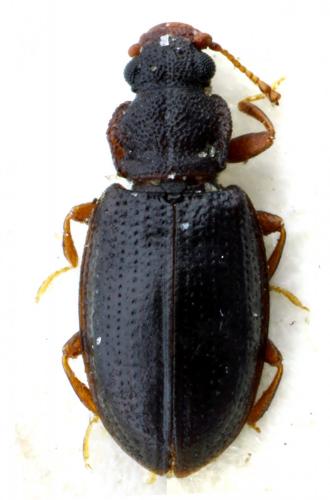 Réf. 114 062 : Enicmus rugosus