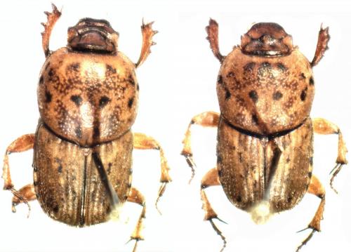 Euoniticellus pallipes