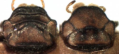 Euoniticellus pallipes