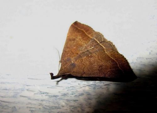 Réf. 114 424 : Pechipogo plumigeralis