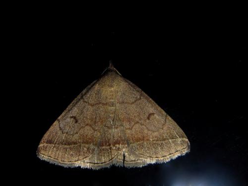Réf. 114 421 : Zanclognatha lunalis