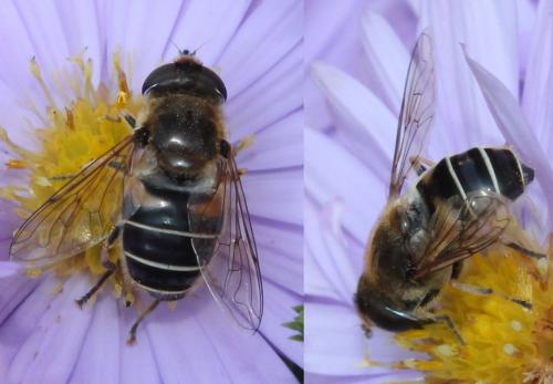 Réf. 114 955 : Eristalis nemorum