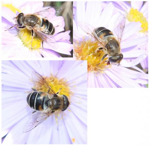 Eristalis nemorum
