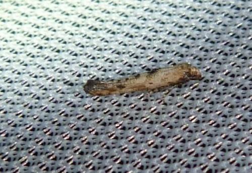 Epermenia sp.