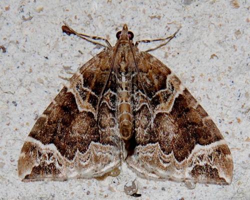 Réf. 114 740 : Eulithis prunata
