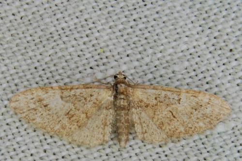 Eupithecia abbreviata