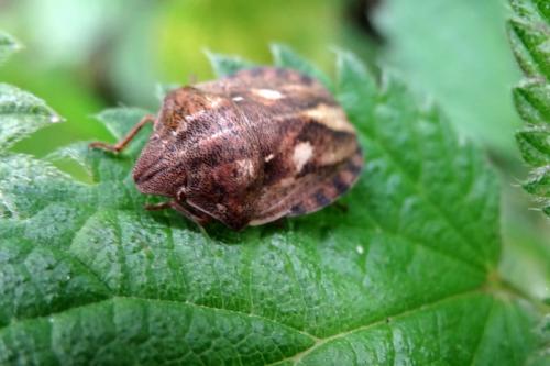 Eurygaster testudinaria