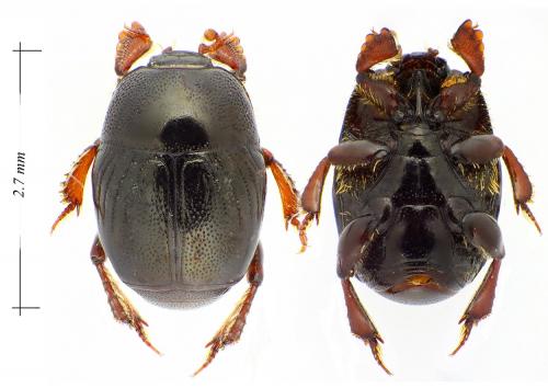 Exaesiopus grossipes