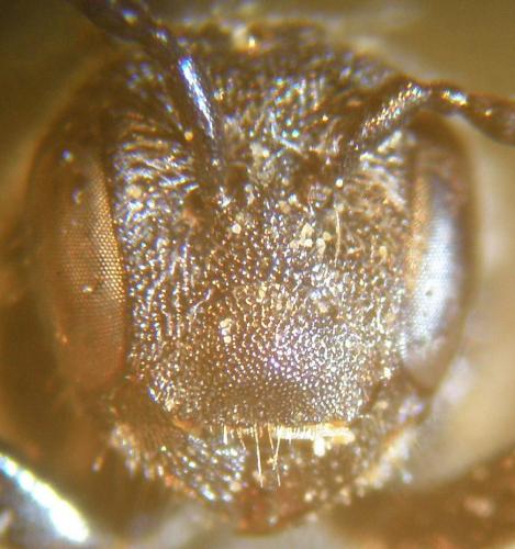 Stelis breviuscula