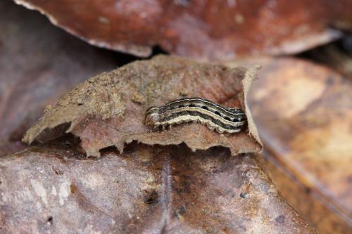 Xestia xanthographa