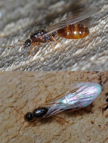 Solenopsis sp.