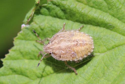 Réf. 114 726 : Dolycoris baccarum