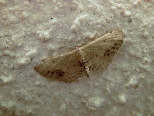 Réf. 114 502 : Idaea dimidiata