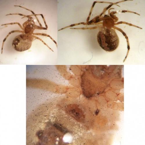Réf. 114 139 : Theridion pinastri