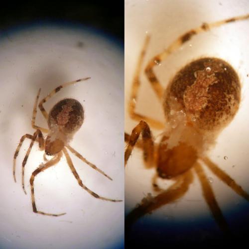 Theridion pinastri