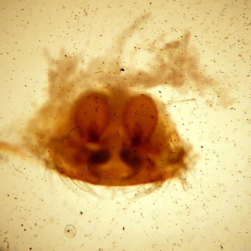 Réf. 114 155 : Theridion pinastri