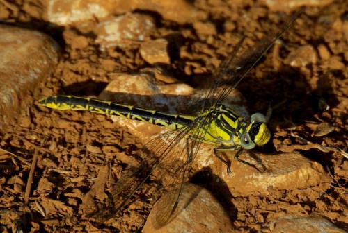 Réf. 114 458 : Gomphus graslinii