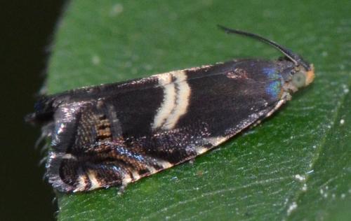 Réf. 114 979 : Grapholita fissana