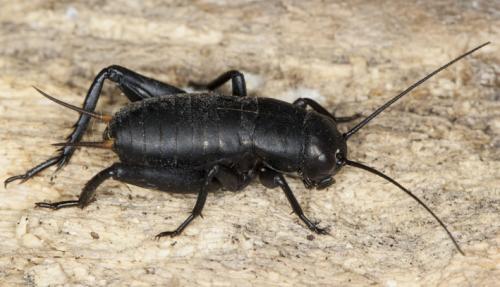 Melanogryllus desertus