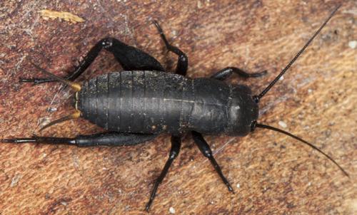 Melanogryllus desertus