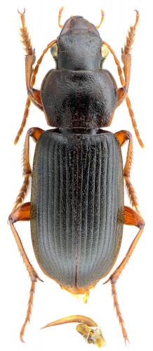 Cephalophonus cephalotes