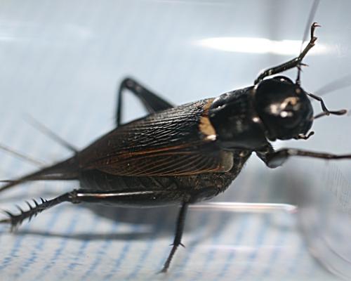 Gryllus bimaculatus